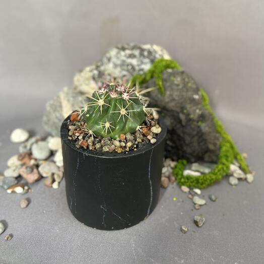 Ферокактус Латиспинус / Ferocactus latispinus