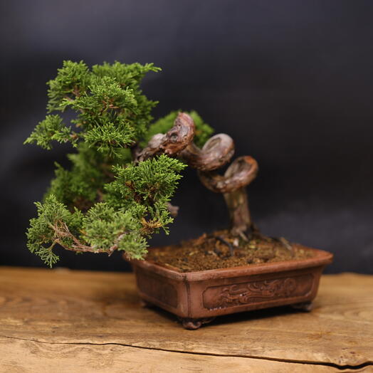 Бонсай Можжевельник Itoigawa (Japan), 24см