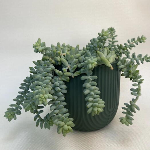 Седум Маргана / Sedum morganianum
