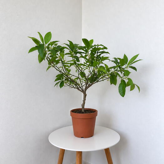 Citrus Kumquat – Mediterranean Citrus Tree