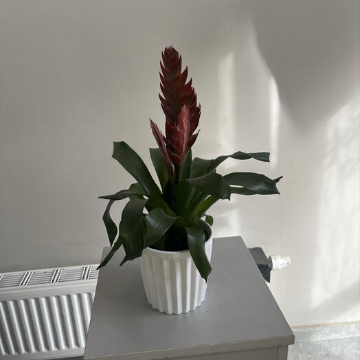 Vriesea