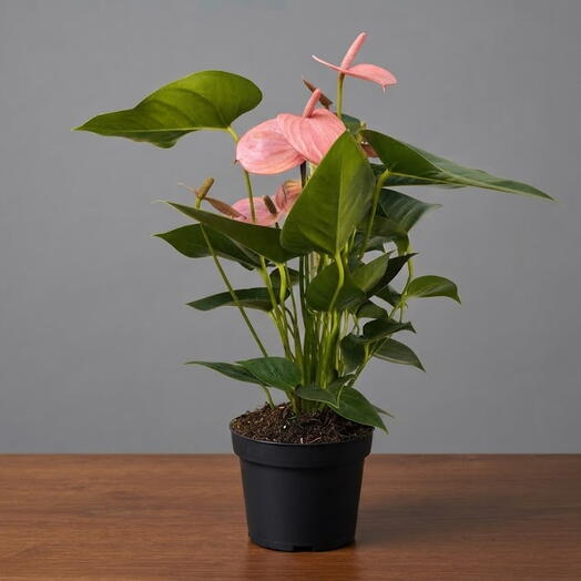 Антуриум Pink Crown d14 (Китай)