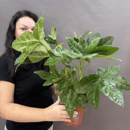 Фатсия японская(Fatsia japonica)эффектное декоративно‑лиственное растение,которое мгновенно задаёт в интерьере тропический ритм