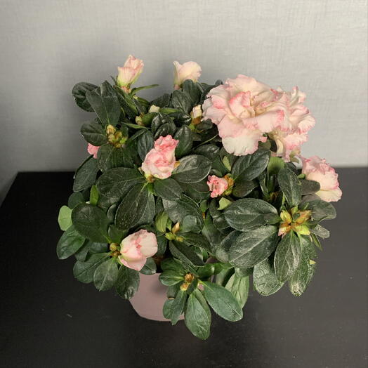 Азалия-нежная розовая окраска🌸