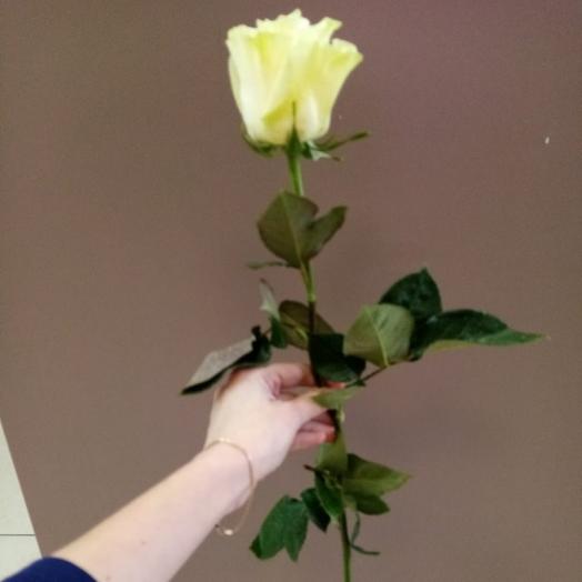 Роза Мондиаль,70 см