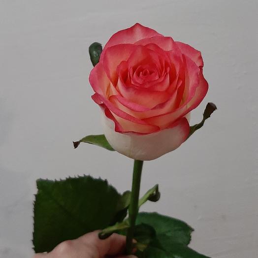 Rose Jamilia