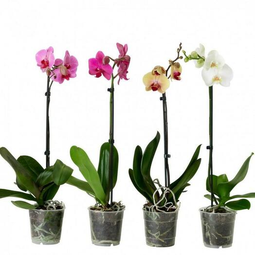 Phalaenopsis Orchid