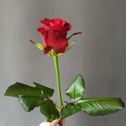 Rosa Pristij