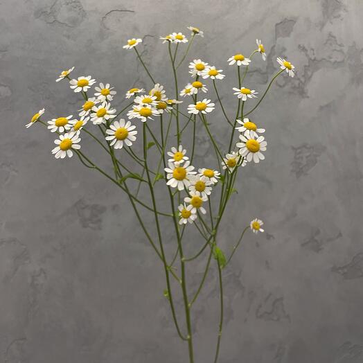 Tanacetum