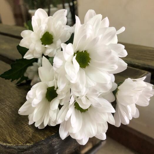 Chrysanthemum (santini) bush