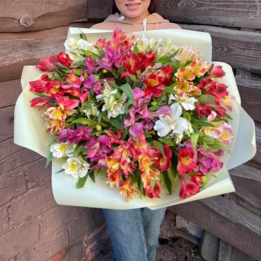 Стойкая альстромерия