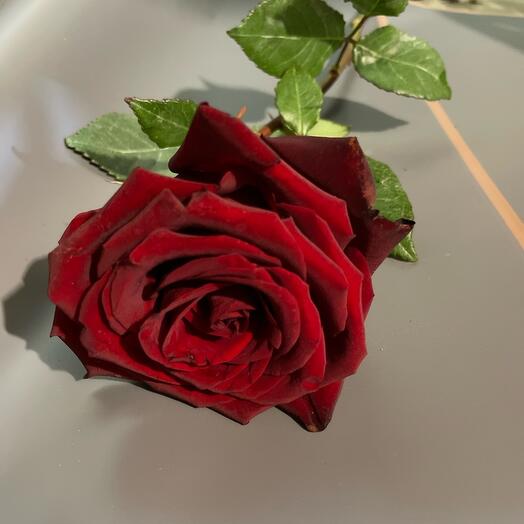 Rosa 70cm