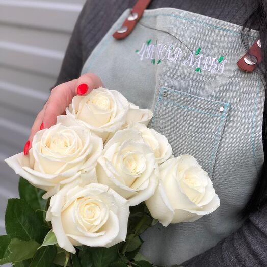 Rosa blanca