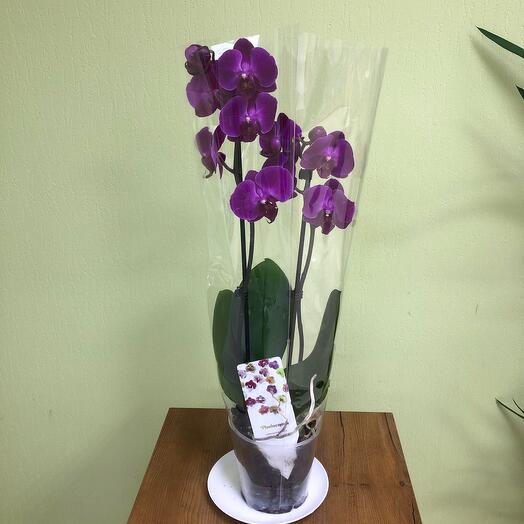 Орхидея Фаленопсис