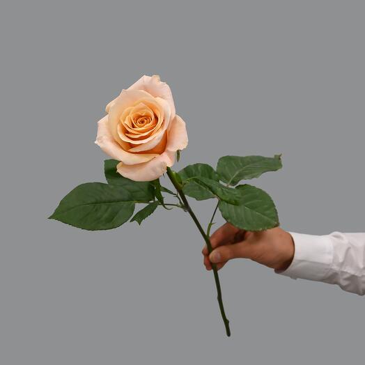 Персиковая пионовидная роза