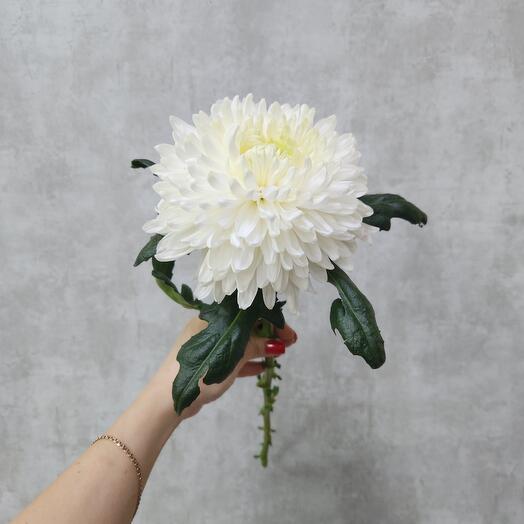 Chrysanthemum