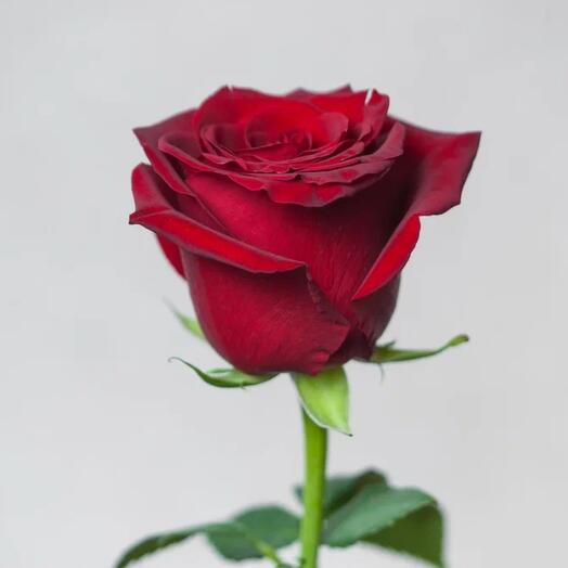 Rosa roja