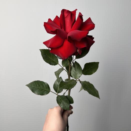 Роза французская красная