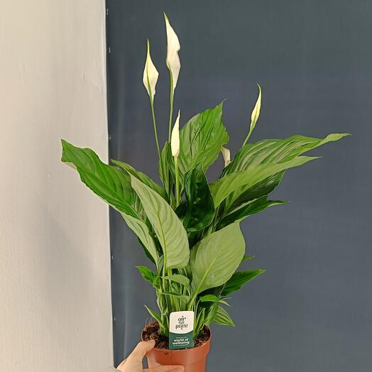 Спатифиллум Свит Чико, пышный