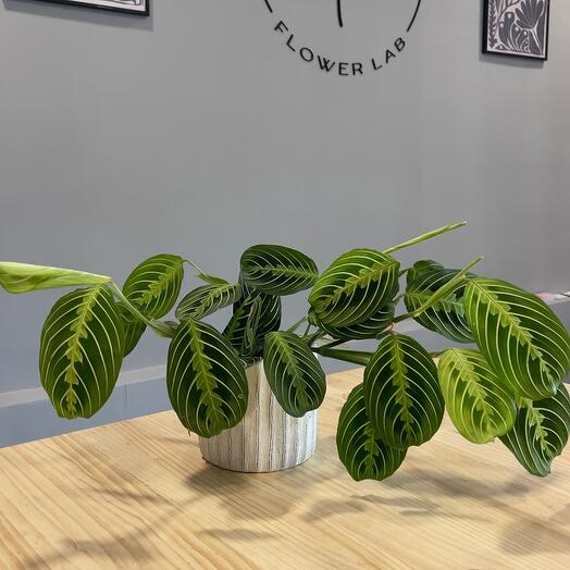 Maranta