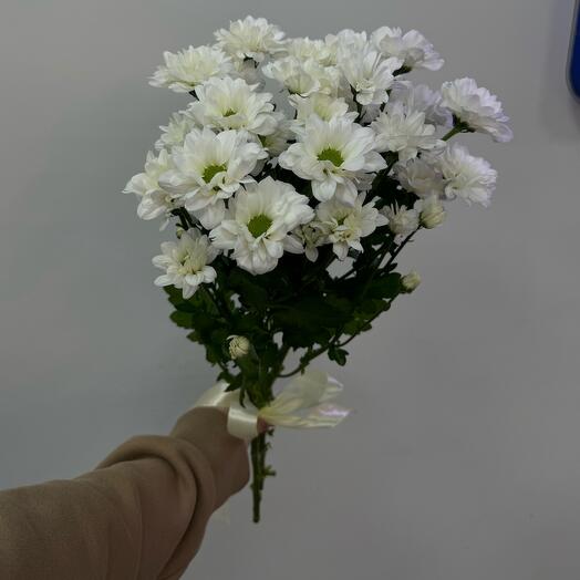Хризантема кустовая