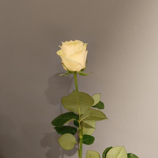 Роза Эквадор сорт мондиаль