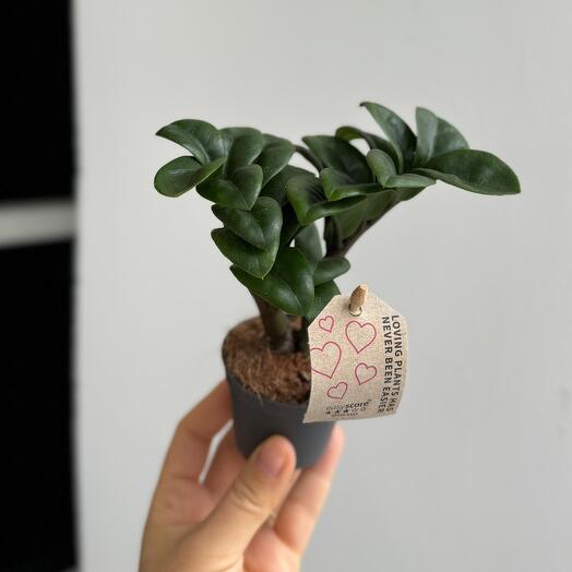 Замиокулькас ZENZI мини