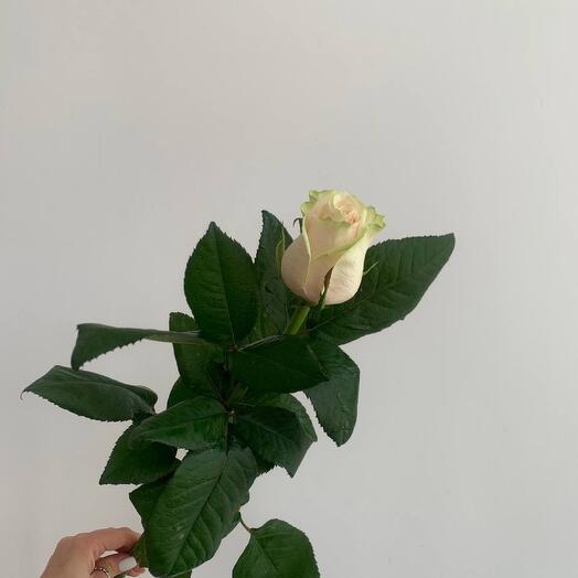 Роза белая
