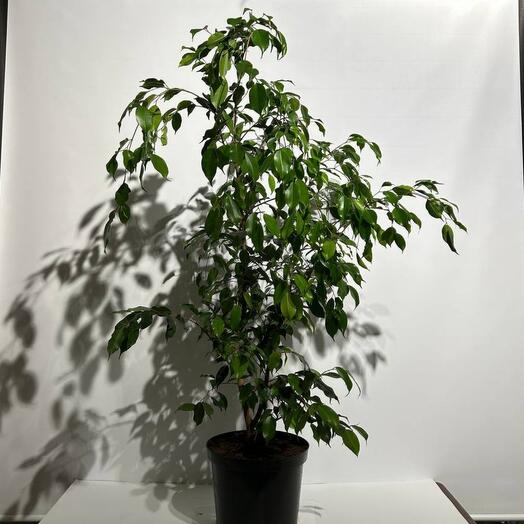 Комнатное растение Фикус Бенджамина Даниэль 120 см