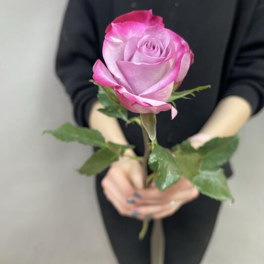 Rosa de una sola cabeza