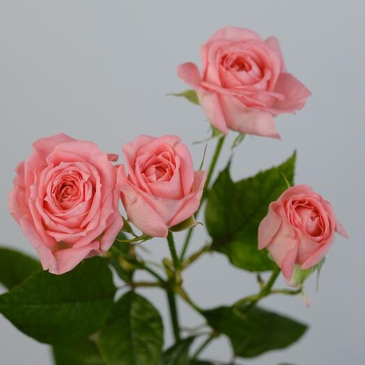 Bush rose, Peony-shaped Femme, 50 cm