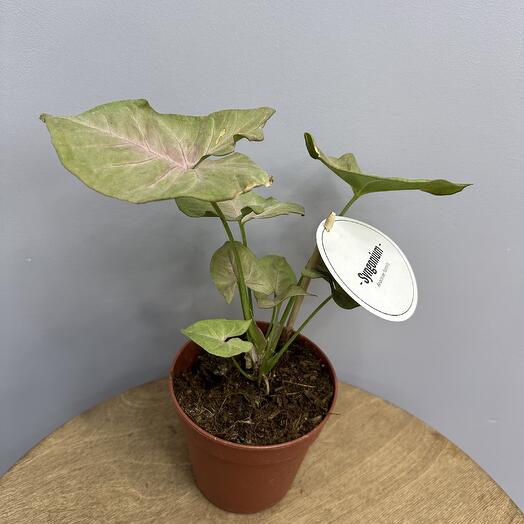 Сингониум Ред Харт