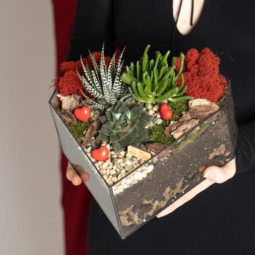 Homemade succulents in glass pots , live florariuim