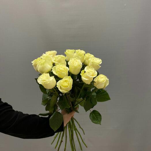 Роза Эквадор белая
