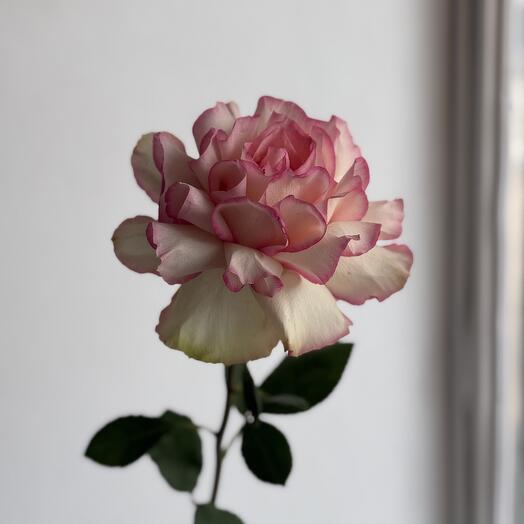 Rosa francesa 2