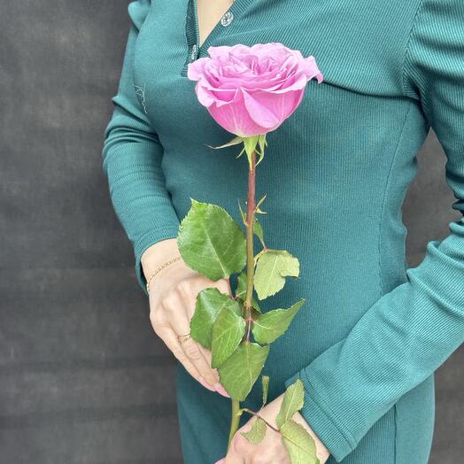 Роза эквадор 60 см
