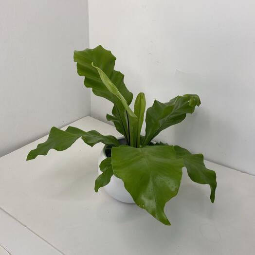 Indoor plant Asplenium