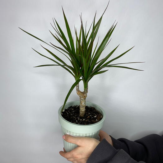 Драцена Marginata