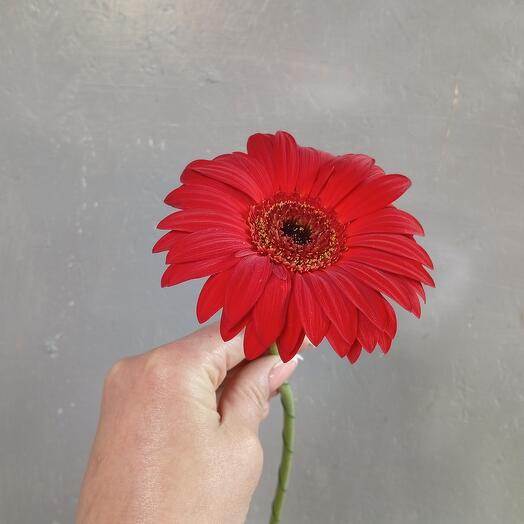 Gerbera