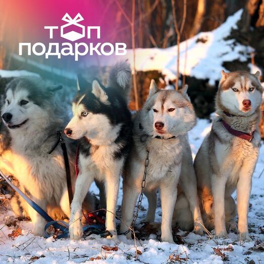 Подарочный сертификат Экскурсия к северным оленям и собакам, 2 взрослых в будний день