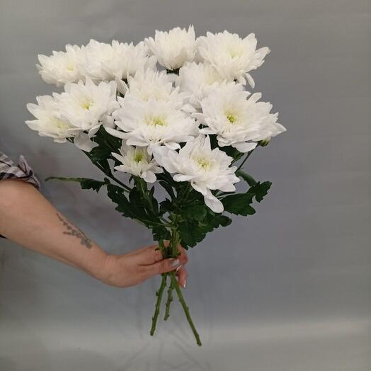 3 white bush chrysanthemums