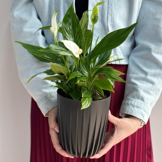 Спатифиллум пересаженный в кашпо