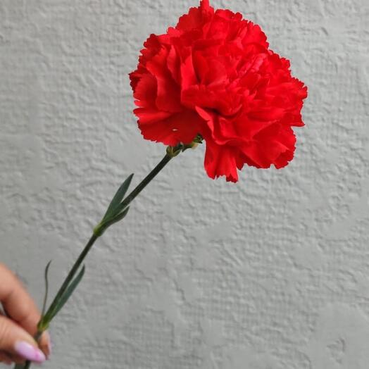 Красная гвоздика