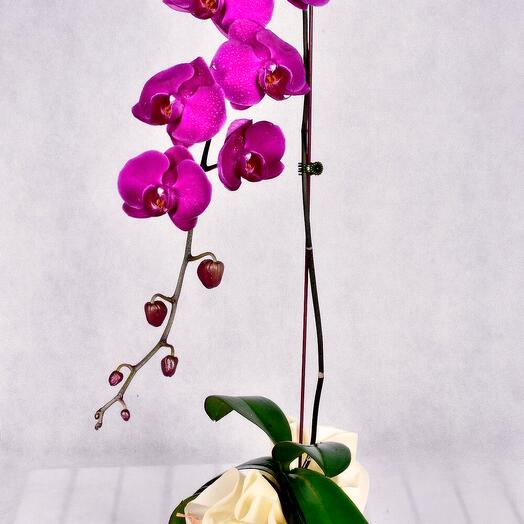 Purple Orchid
