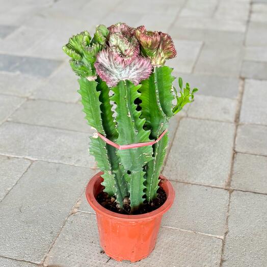 Euphorbia lactea