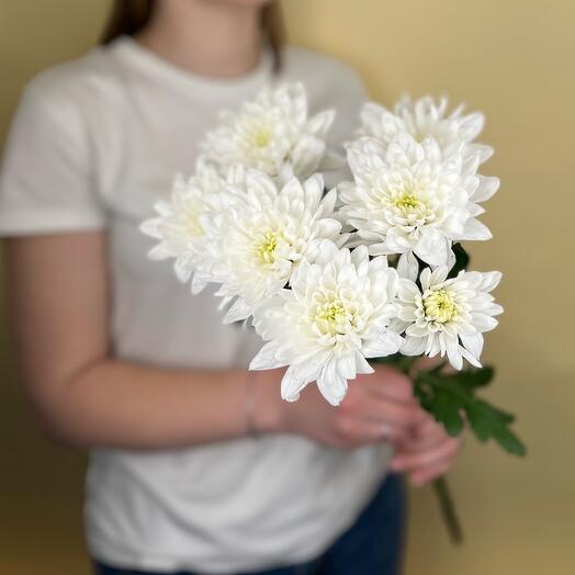 Хризантема белая