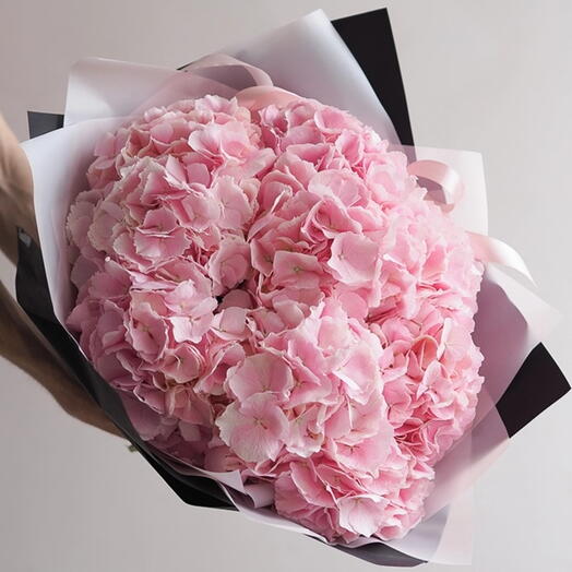 Pink Hydrangea