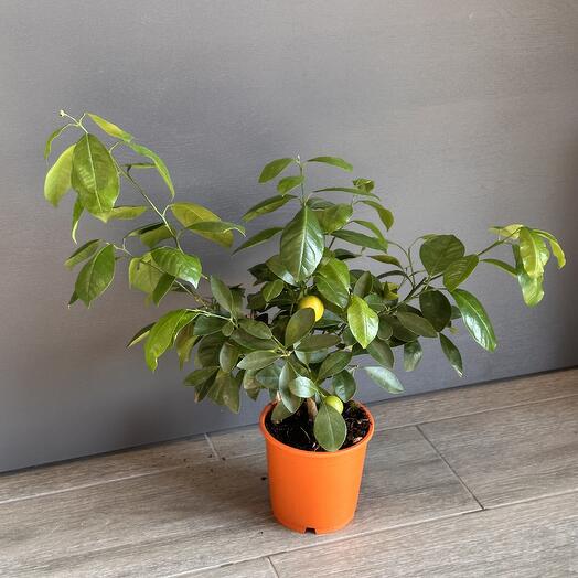 Цитрусовое растение Каламандин, без плодов, требует пересадки