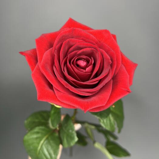 The rose is red.