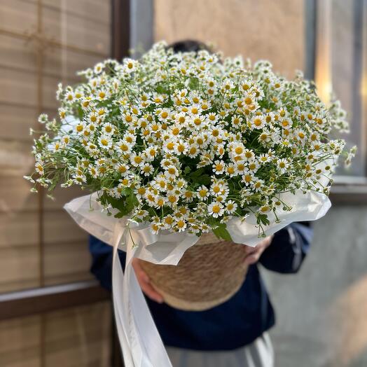 Цветы ромашки корзина